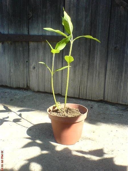 topinambur-dwarf-bio-topinambur-dwarf-5-knollen-detailansicht